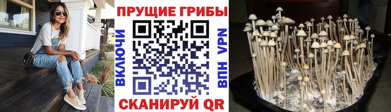 даркнет сайт  Гремячинск  Псилоцибиновые грибы Magic Shrooms 
